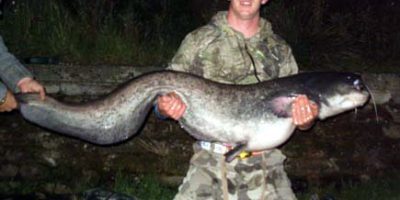 Stacey Brimmell 68lb 6oz Cat.jpg